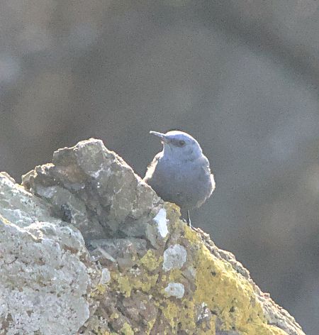Passero solitario  - Marcello Longeri
