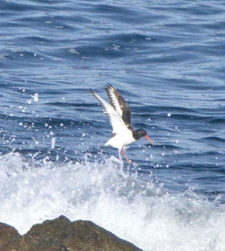 Beccaccia di mare  - Marcello Longeri
