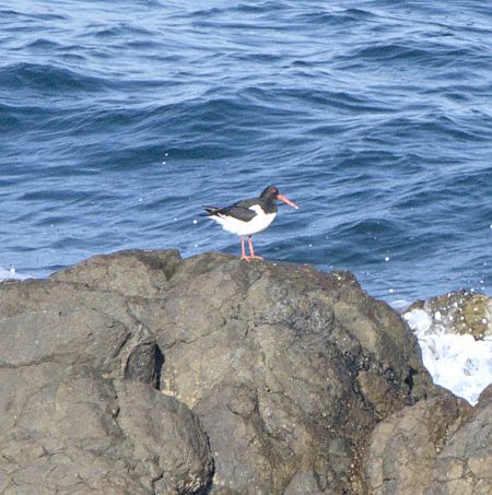 Beccaccia di mare  - Marcello Longeri