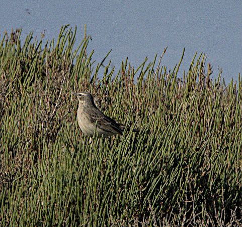 Spioncello  - Marcello Longeri