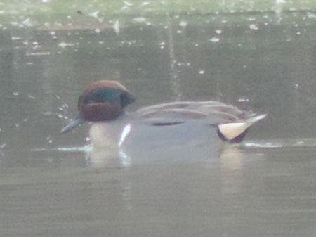 Alzavola americana  - Claudio Bucciarelli