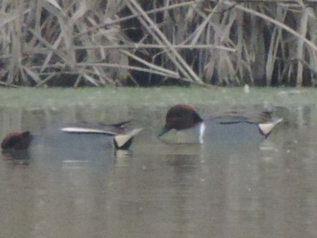 Alzavola americana  - Claudio Bucciarelli