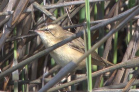 Forapaglie comune  - Claudio Bucciarelli