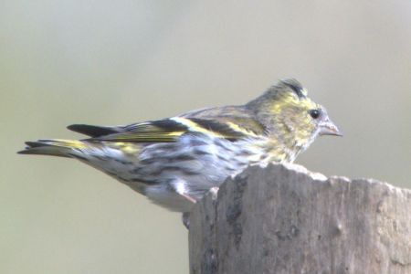 Lucherino  - Claudio Bucciarelli