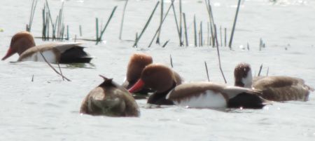 Fistione turco  - Claudio Bucciarelli