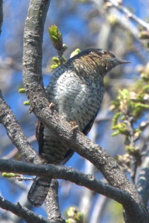 Torcicollo  - Claudio Bucciarelli