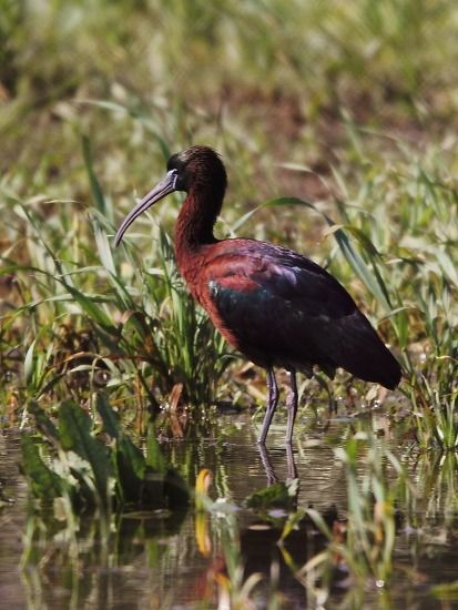 Mignattaio  - Alessandro Poto