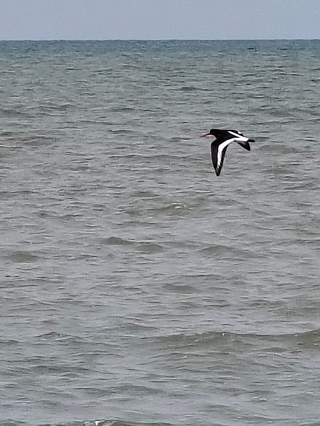 Beccaccia di mare  - Giovanni Lombardi