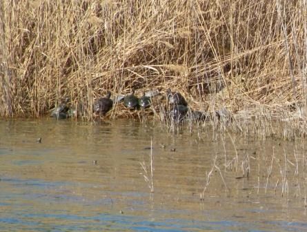 Testuggine palustre dalle orecchie rosse  - Fabio Simonazzi