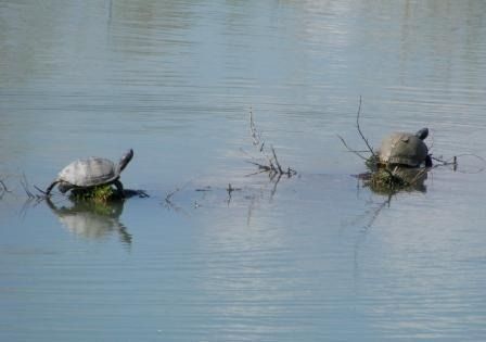 Testuggine palustre dalle orecchie rosse  - Fabio Simonazzi