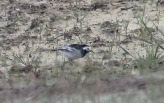 Ballerina bianca britannica  - Lorenzo Pini