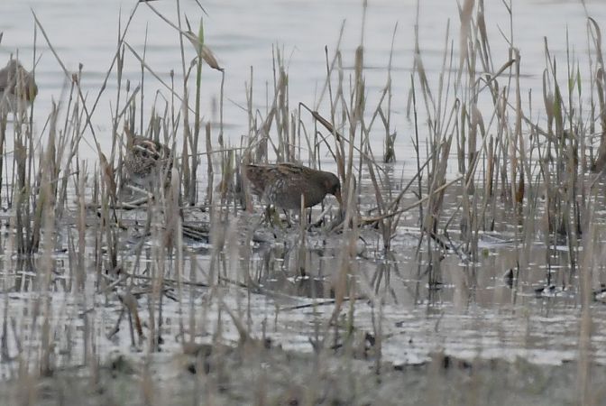 Voltolino  - Lorenzo Pini