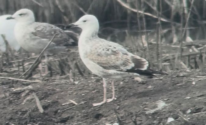 Gabbiano pontico  - Lorenzo Pini