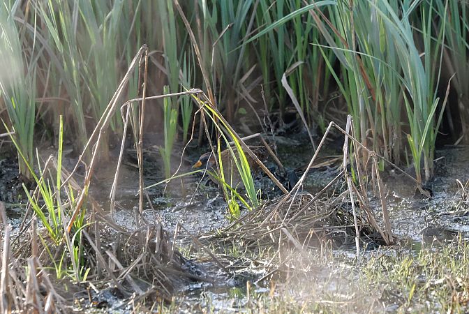 Voltolino  - Lorenzo Pini