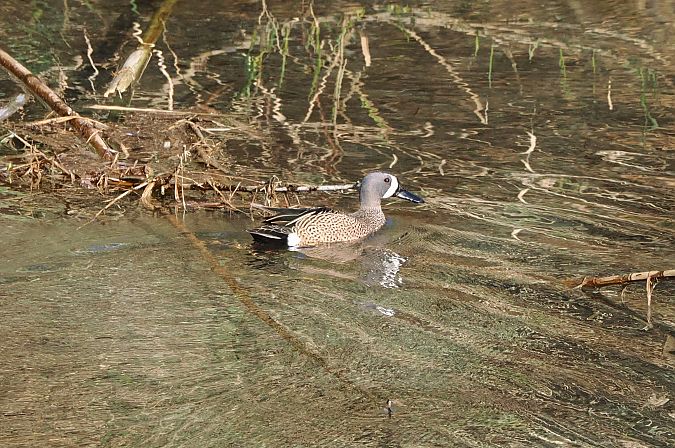 Marzaiola americana  - Lorenzo Pini