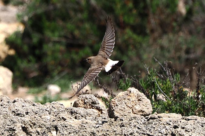 Isabellsteinschmätzer  - Lorenzo Pini