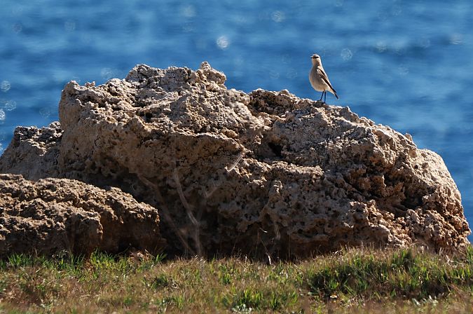 Culbianco isabellino  - Lorenzo Pini
