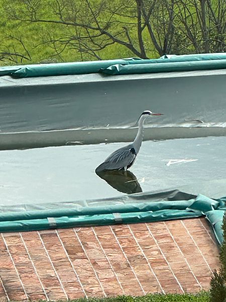 Airone cenerino  - Walkerdine Susan