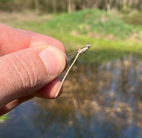 Sympecma fusca  - Nicola Pilon