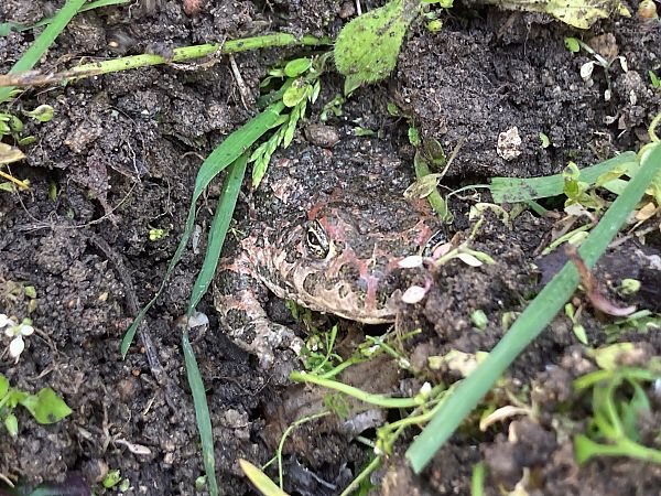 Rospo smeraldino (tutte le specie)  - Federico Pino