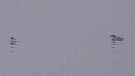 Harle bièvre  - Angelo Pasqua