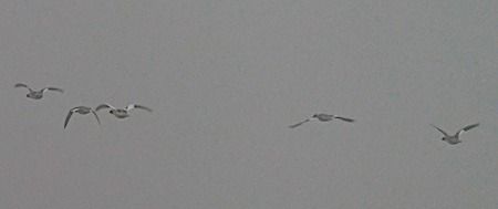 Common Merganser  - Angelo Pasqua