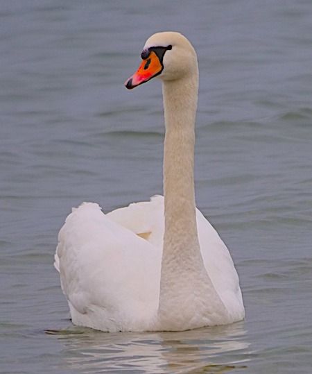 Cigno reale  - Angelo Pasqua