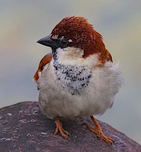 Passera d'Italia  - Angelo Pasqua