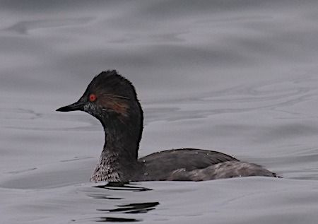 Svasso piccolo  - Angelo Pasqua