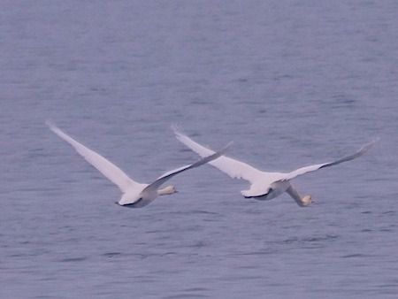 Cigno reale  - Angelo Pasqua