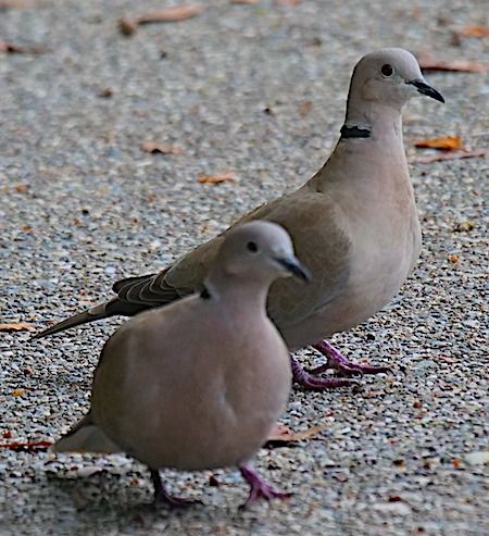 Tortora dal collare  - Angelo Pasqua