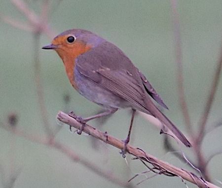 Pettirosso  - Angelo Pasqua