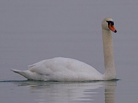 Höckerschwan  - Angelo Pasqua