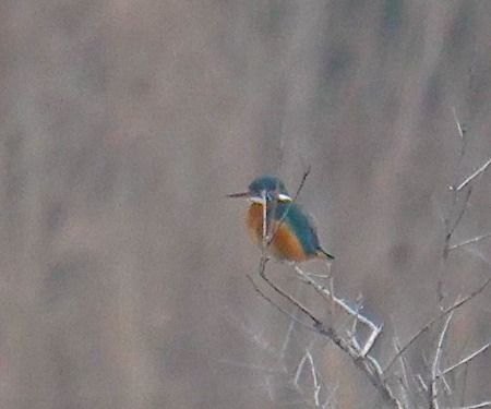 Eisvogel  - Angelo Pasqua