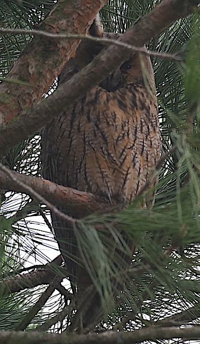 Waldohreule  - Angelo Pasqua