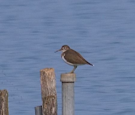 Flussuferläufer  - Angelo Pasqua