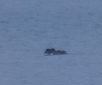 Quattrocchi  - Angelo Pasqua