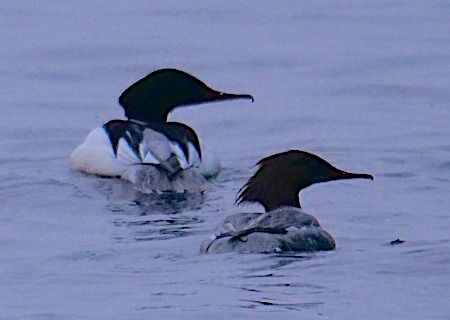 Smergo maggiore  - Angelo Pasqua
