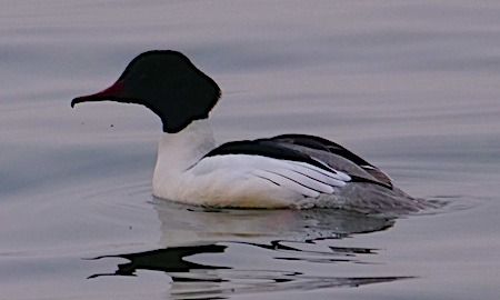 Smergo maggiore  - Angelo Pasqua