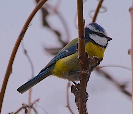 Cinciarella  - Angelo Pasqua