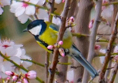 Cinciallegra  - Angelo Pasqua
