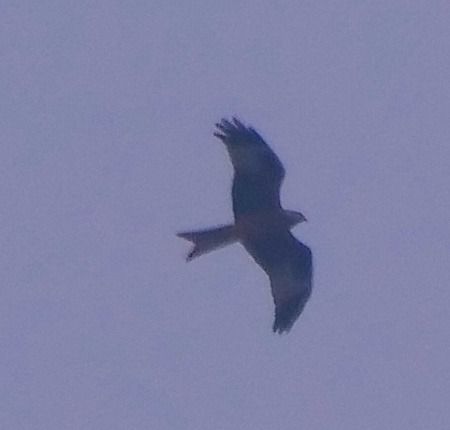 Nibbio reale  - Angelo Pasqua