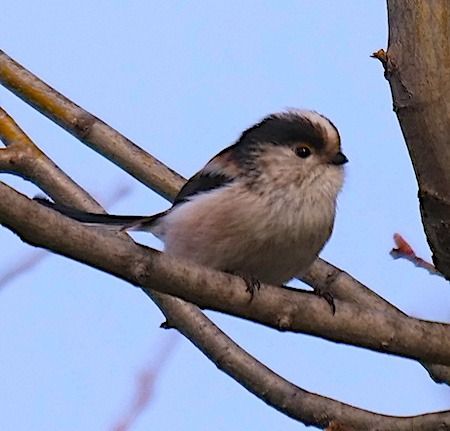 Schwanzmeise  - Angelo Pasqua