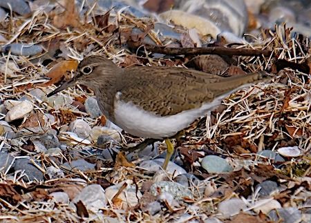 Piro-piro piccolo  - Angelo Pasqua