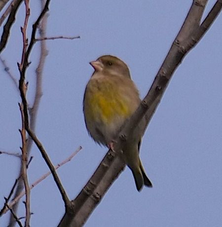 Verdone  - Angelo Pasqua