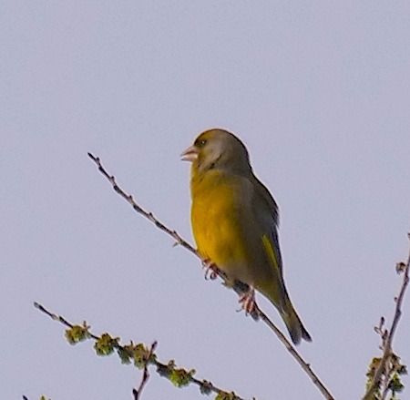 Verdone  - Angelo Pasqua