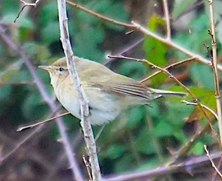 Luì piccolo  - Angelo Pasqua