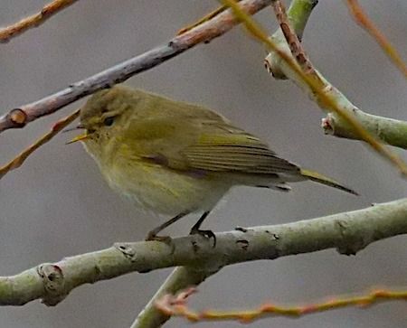 Luì piccolo  - Angelo Pasqua