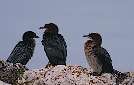 Marangone minore  - Angelo Pasqua