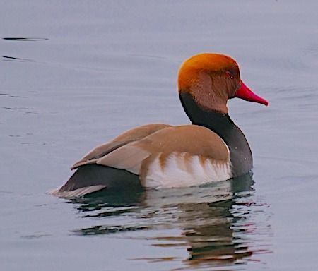 Fistione turco  - Angelo Pasqua